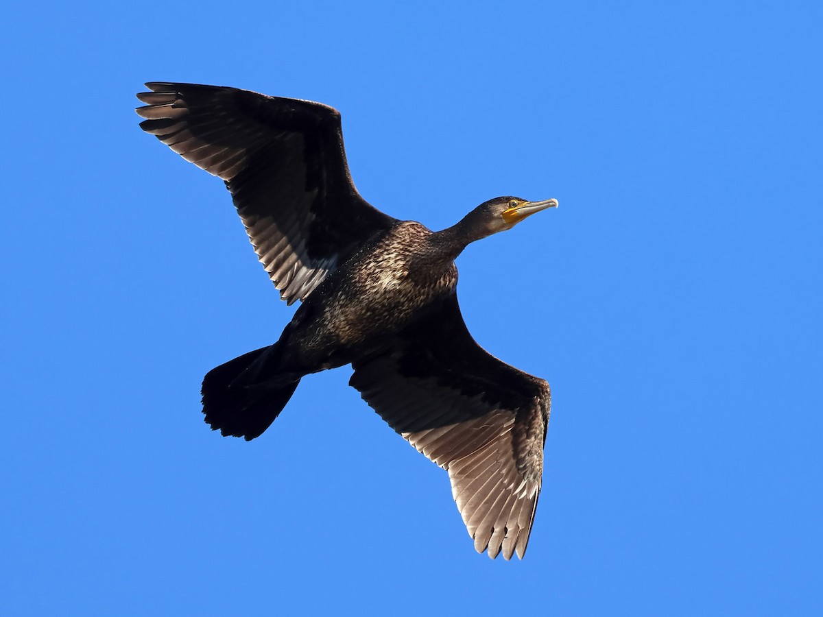 Great Cormorant - ML612407841
