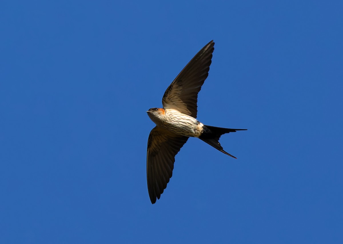 Eastern Red-rumped Swallow (Striated) - ML612407907