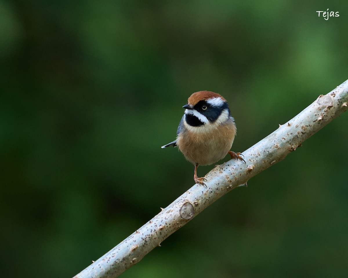 ML612407945 - Black-throated Tit - Macaulay Library