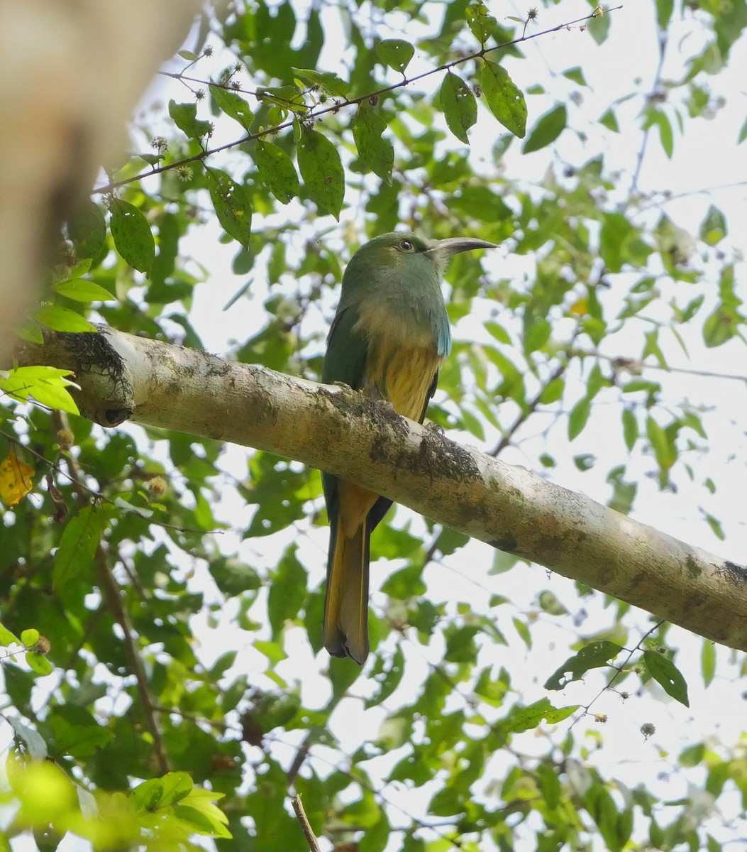 Blue-bearded Bee-eater - ML612407987