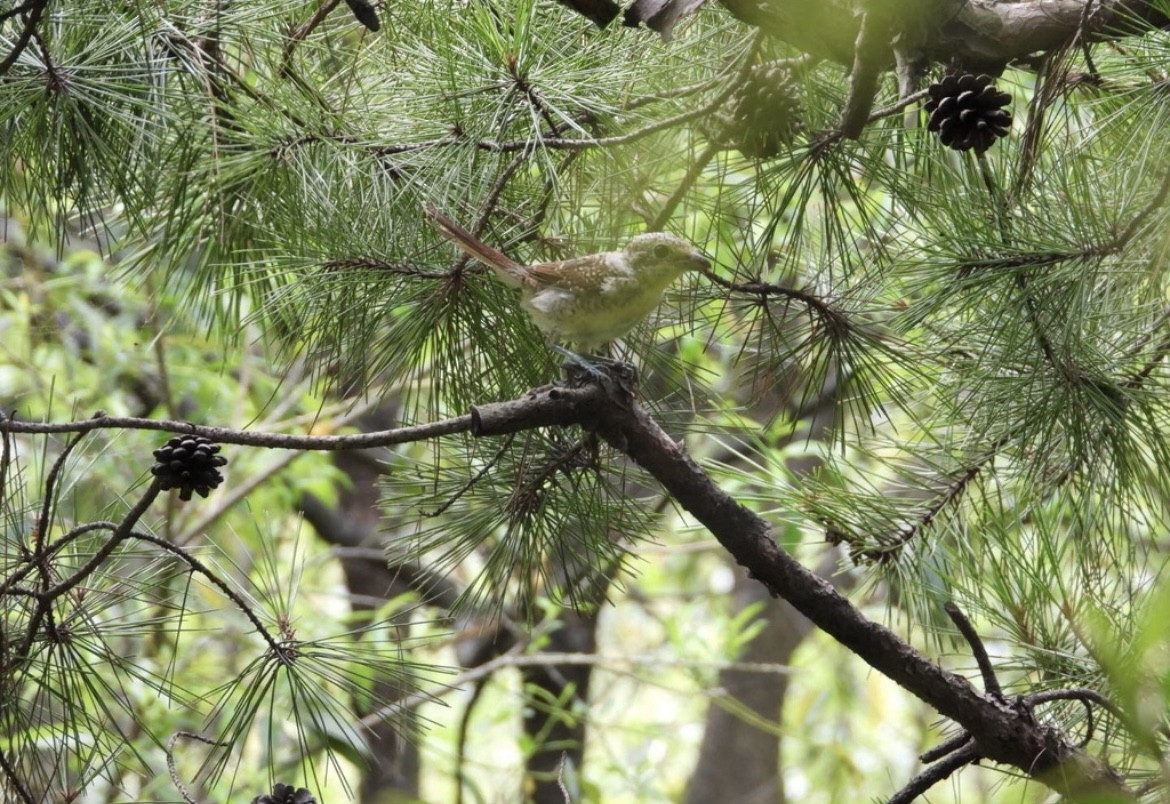 Tiger Shrike - ML612408077