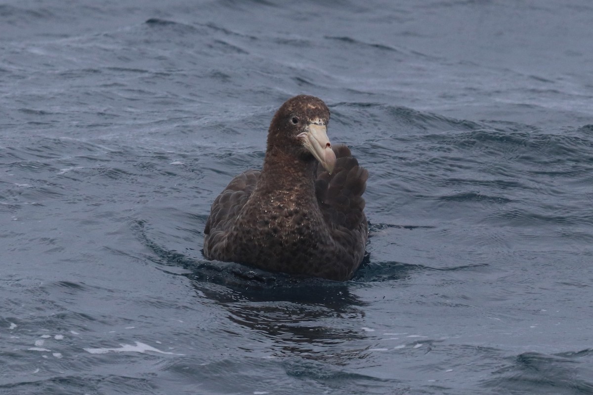 Abanto Marino Subantártico - ML612408146