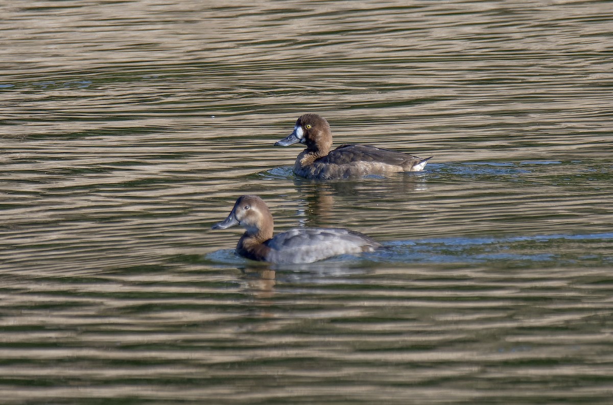 Greater Scaup - Antonio Ceballos Barbancho