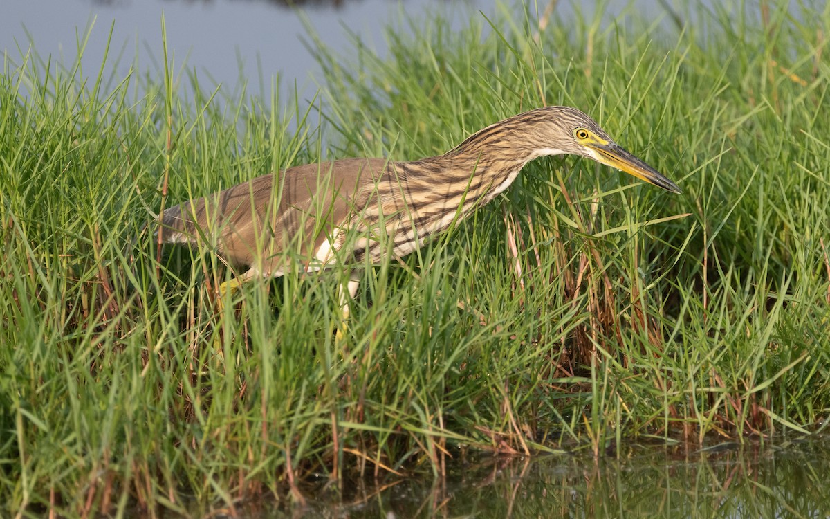 Indian Pond-Heron - ML612408166