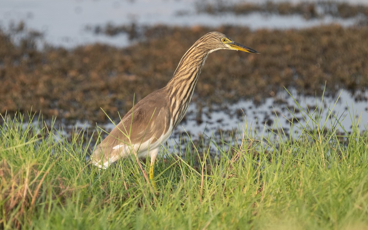 Indian Pond-Heron - ML612408167