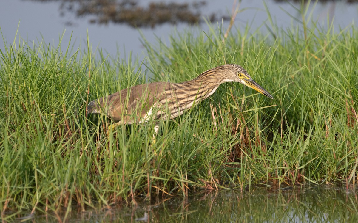 Indian Pond-Heron - ML612408168