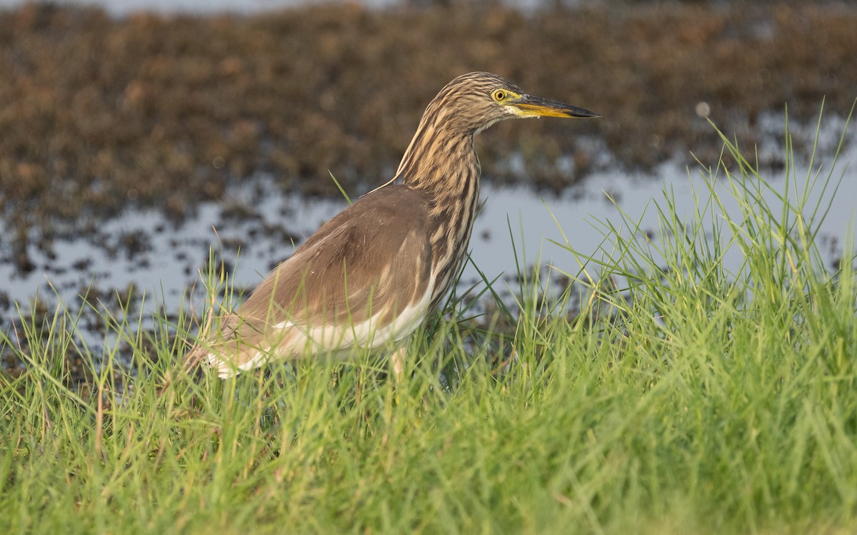 Indian Pond-Heron - ML612408169