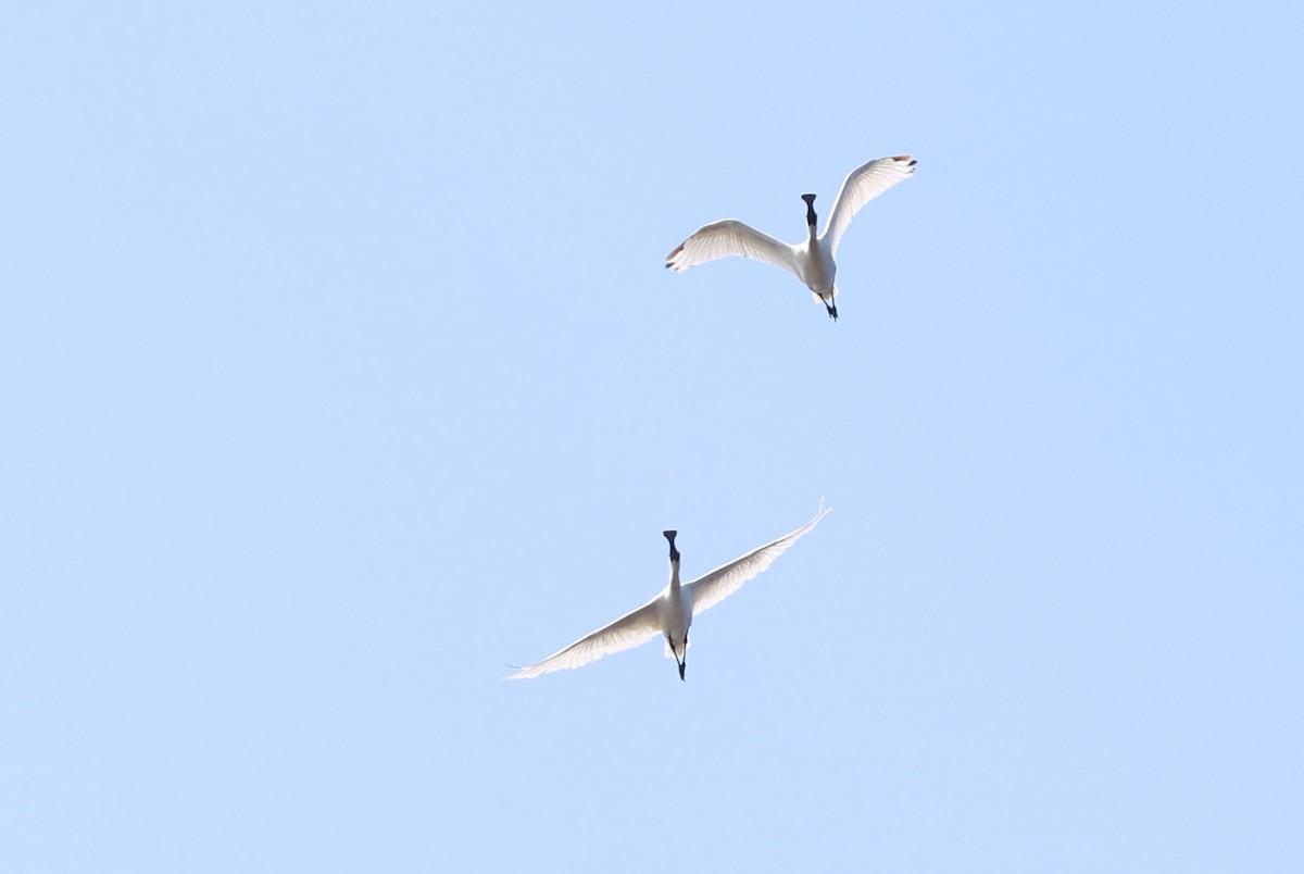 Black-faced Spoonbill - ML612408238