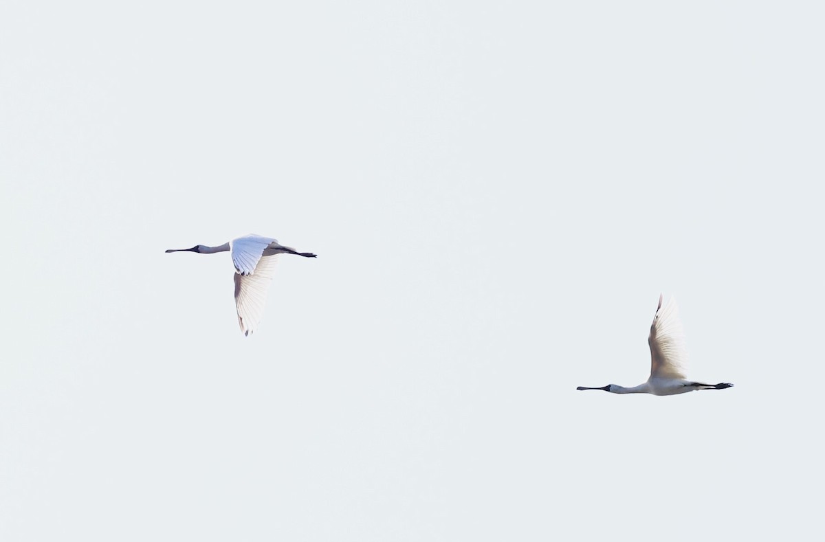 Black-faced Spoonbill - ML612408239