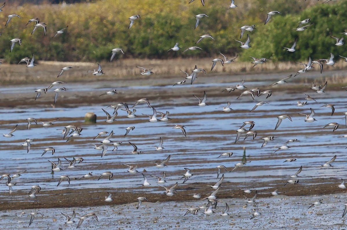 Dunlin - ML612408254