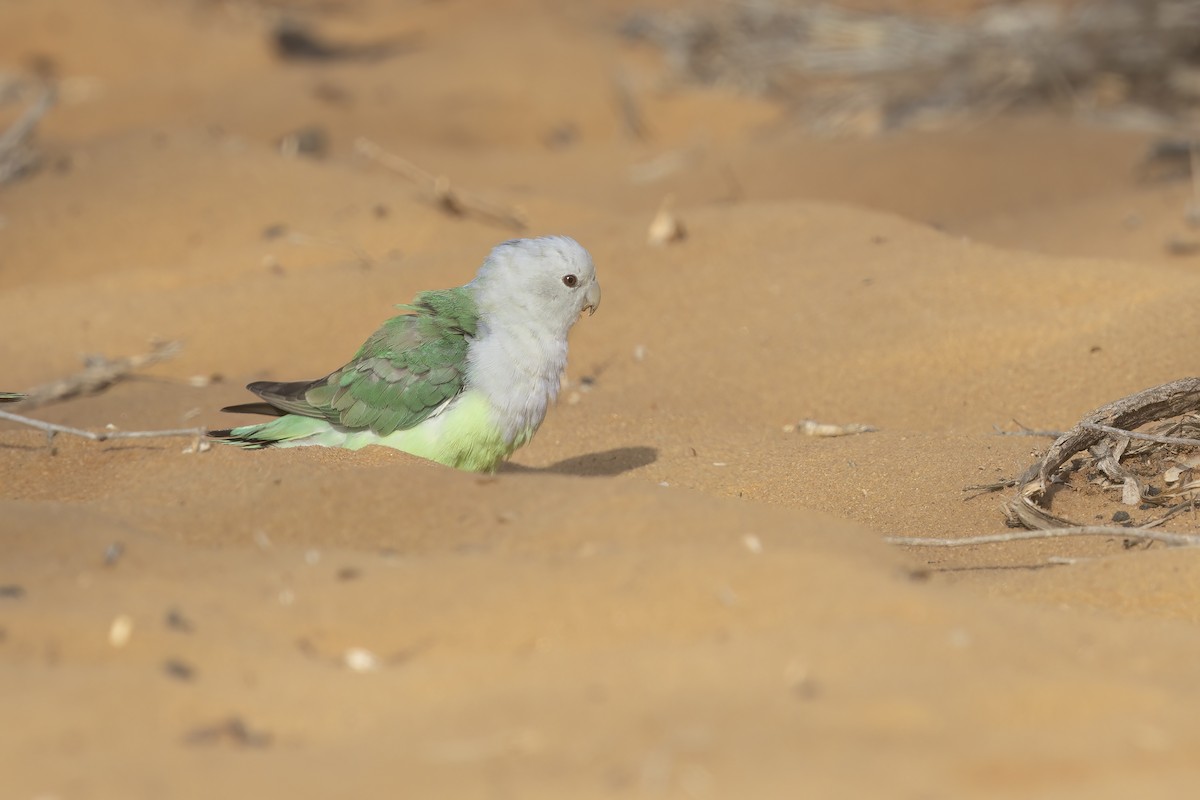 Gray-headed Lovebird - ML612408259