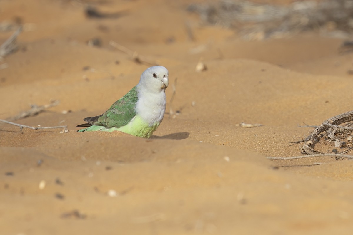 Gray-headed Lovebird - ML612408260