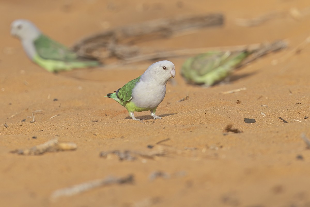 Gray-headed Lovebird - ML612408261