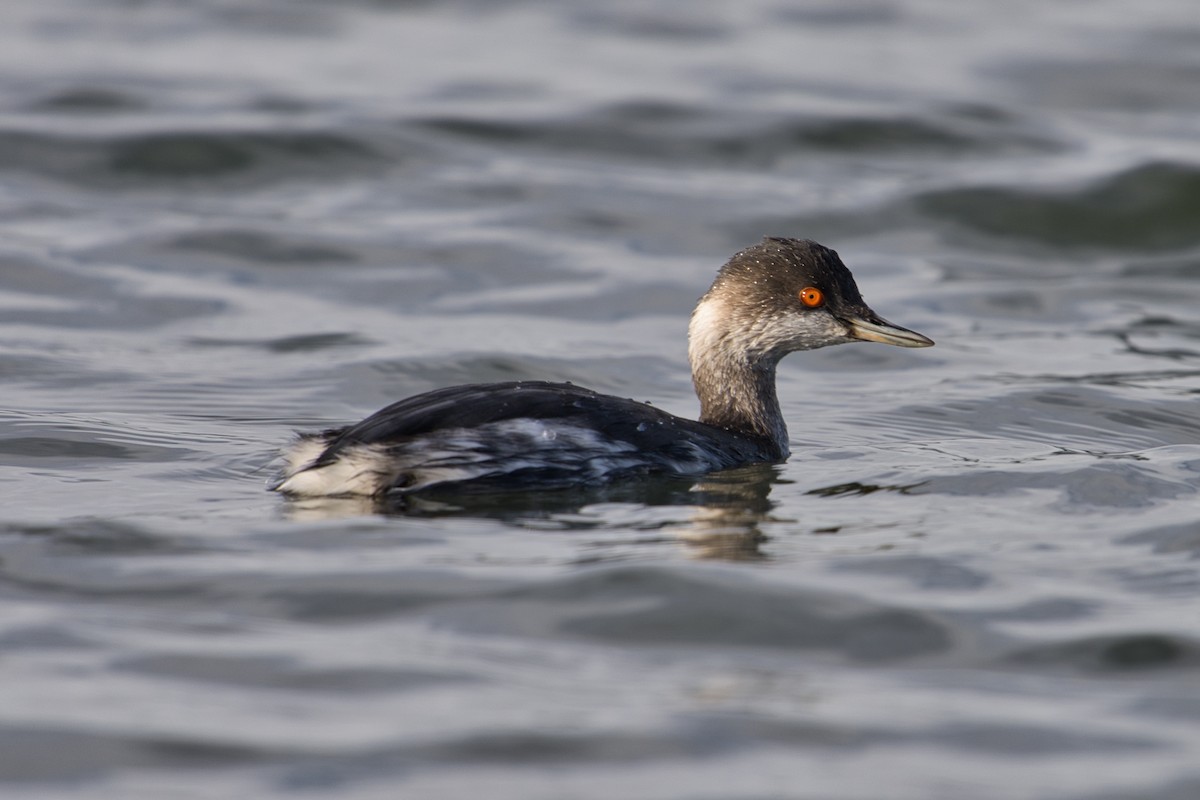 Eared Grebe - ML612408265