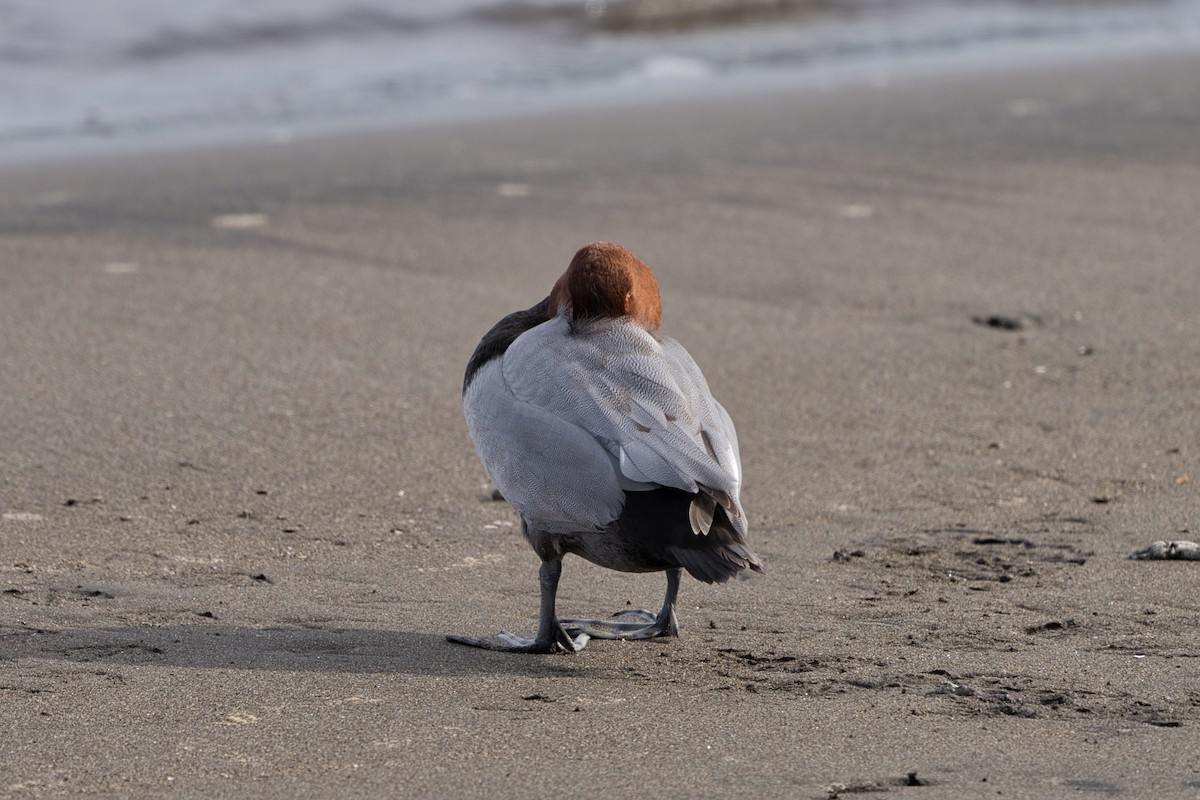 Common Pochard - ML612408286