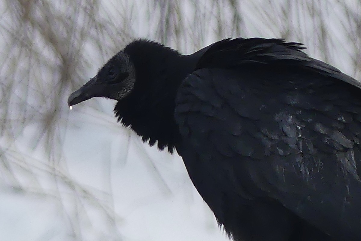 Black Vulture - ML612408287