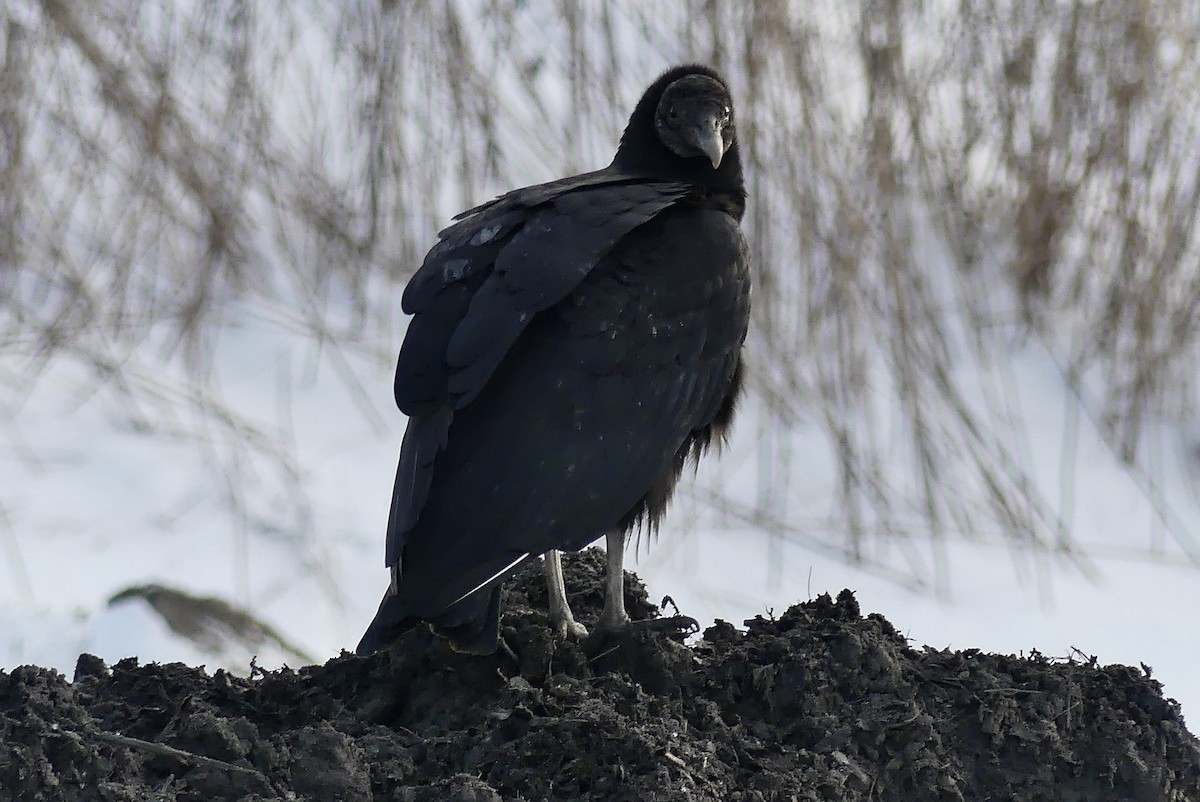 Black Vulture - ML612408288