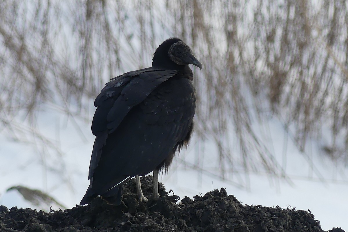 Black Vulture - ML612408290