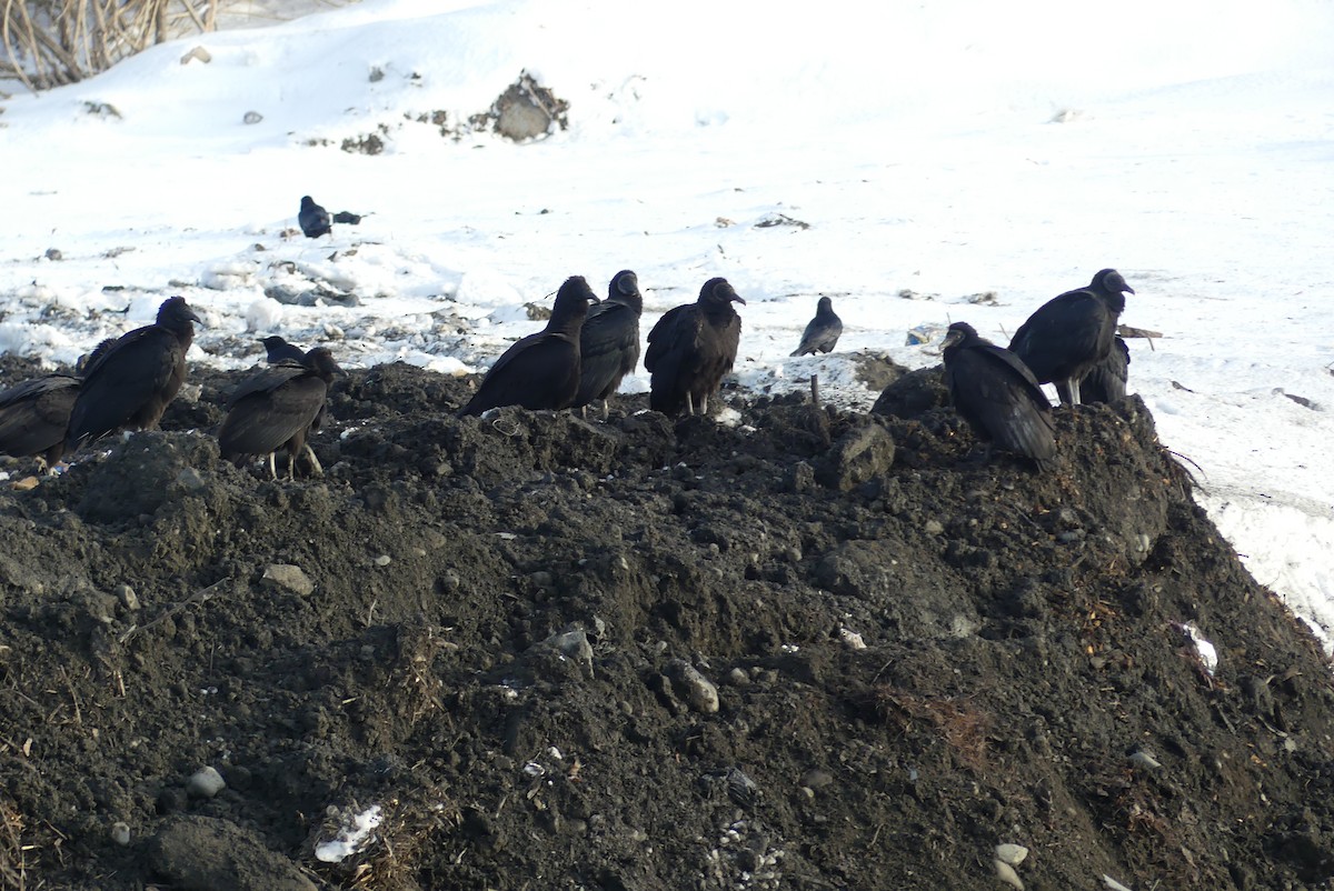 Black Vulture - ML612408291