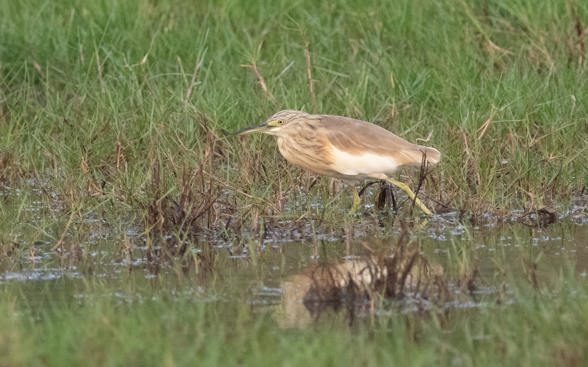 Squacco Heron - ML612408349