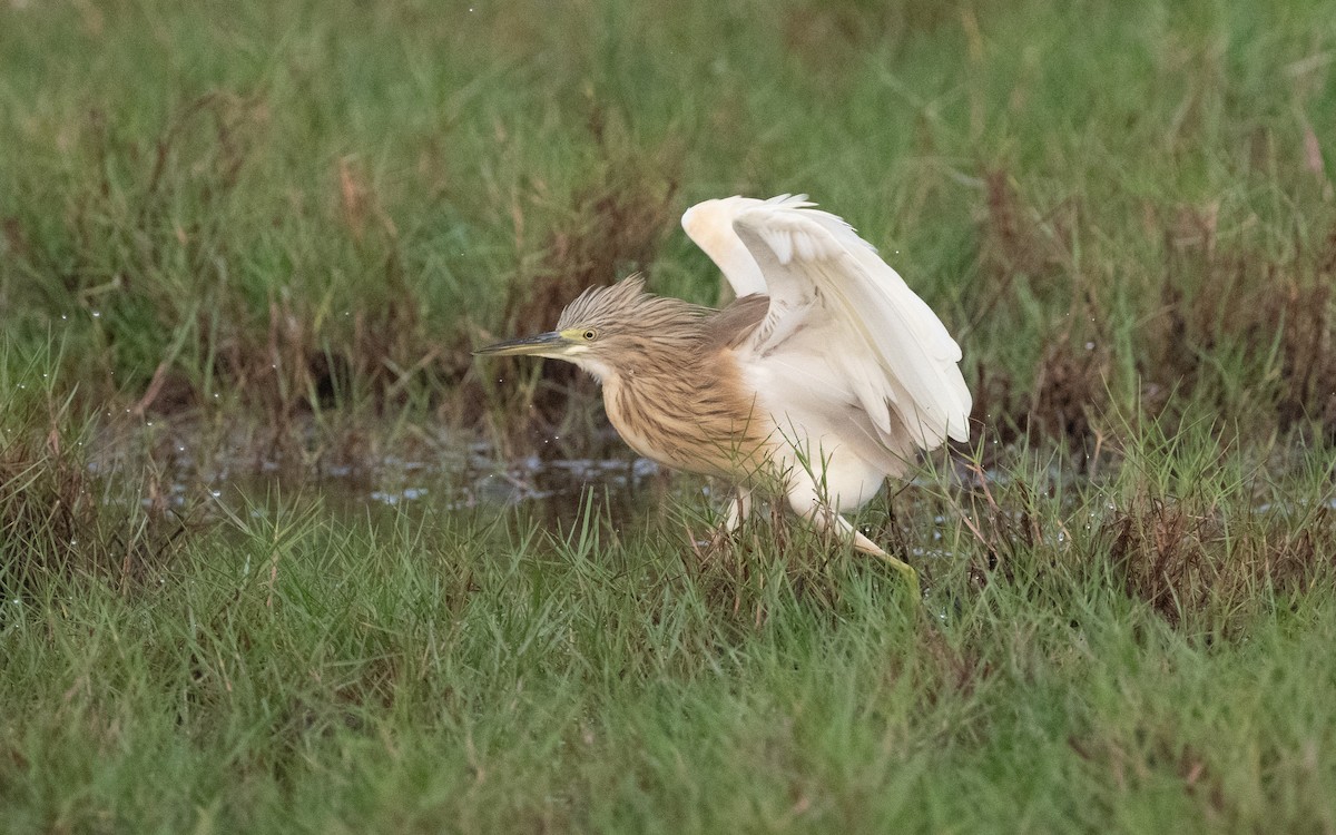 Squacco Heron - ML612408350