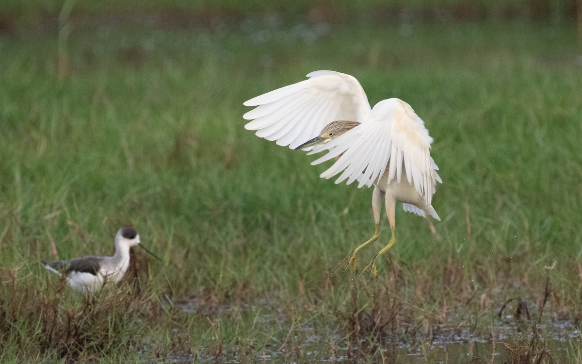 Squacco Heron - ML612408351