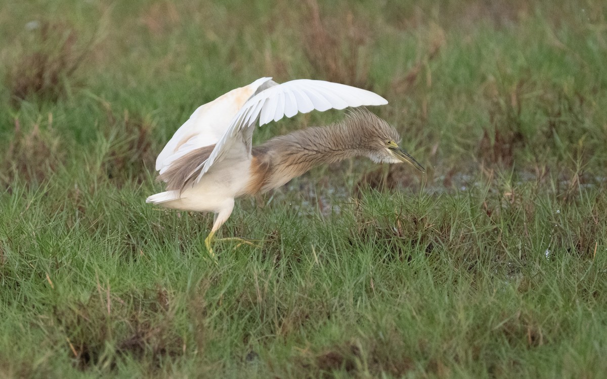 Squacco Heron - ML612408352