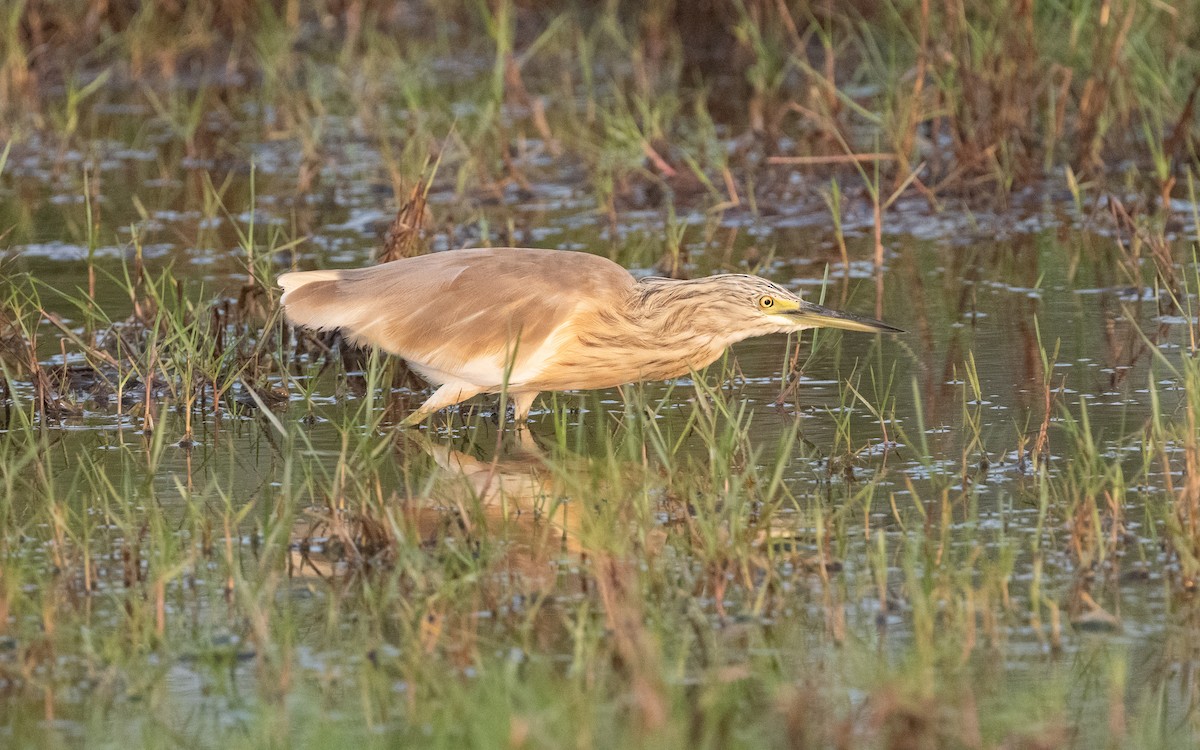 Squacco Heron - ML612408359