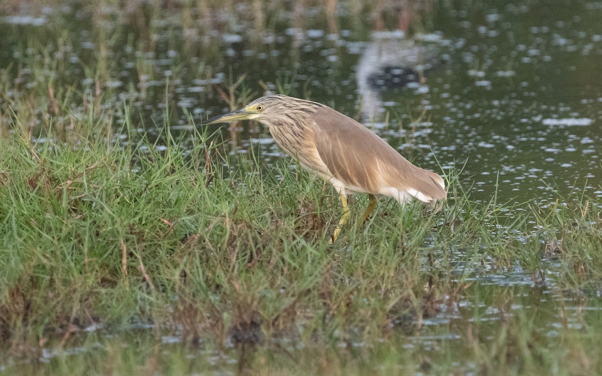 Squacco Heron - ML612408361