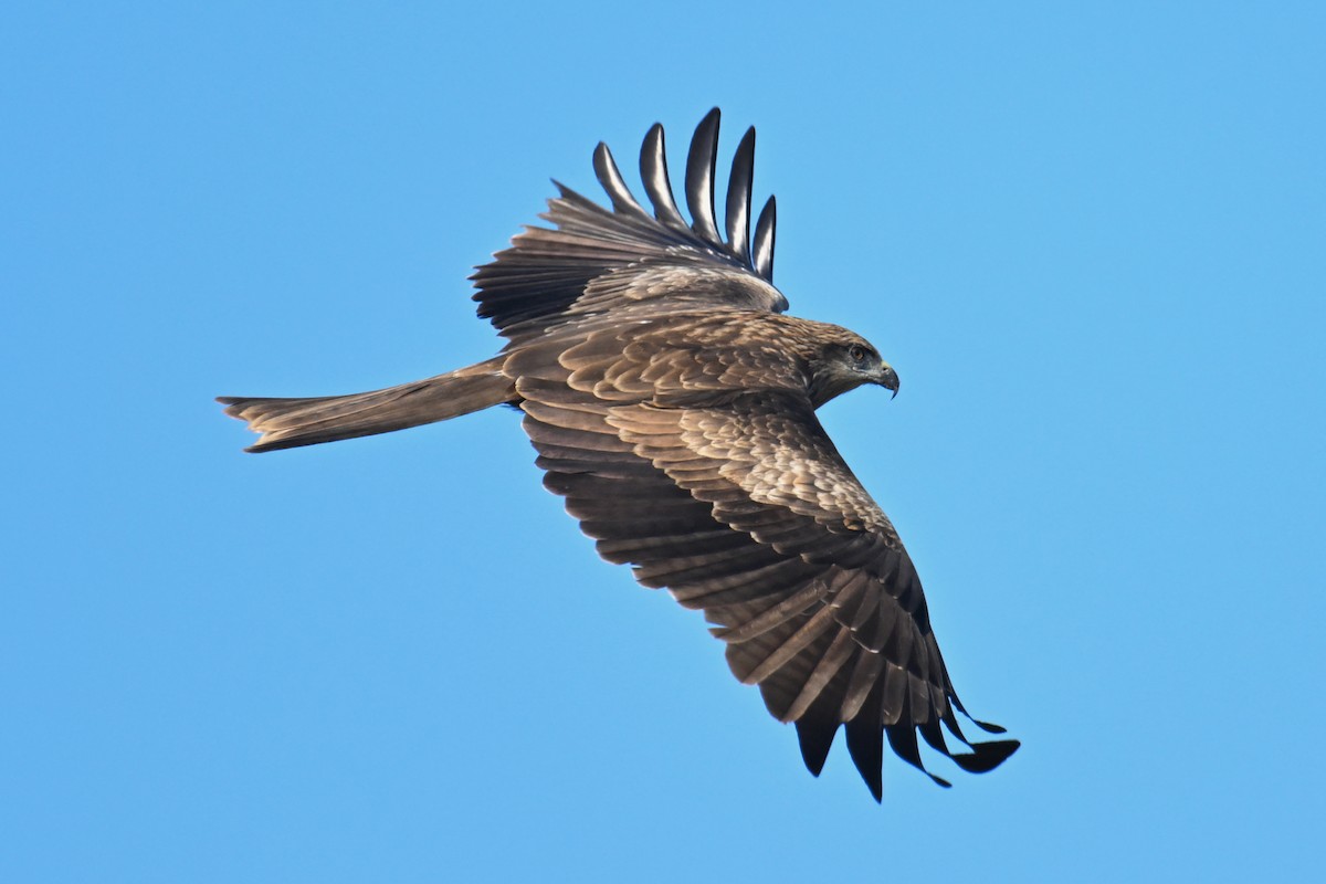 黑鳶 - ML612408439