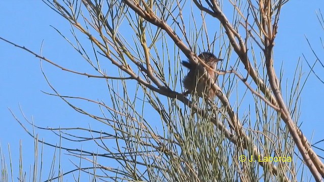 Dartford Warbler - ML612408514