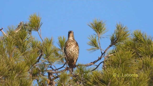 Mistle Thrush - ML612408517