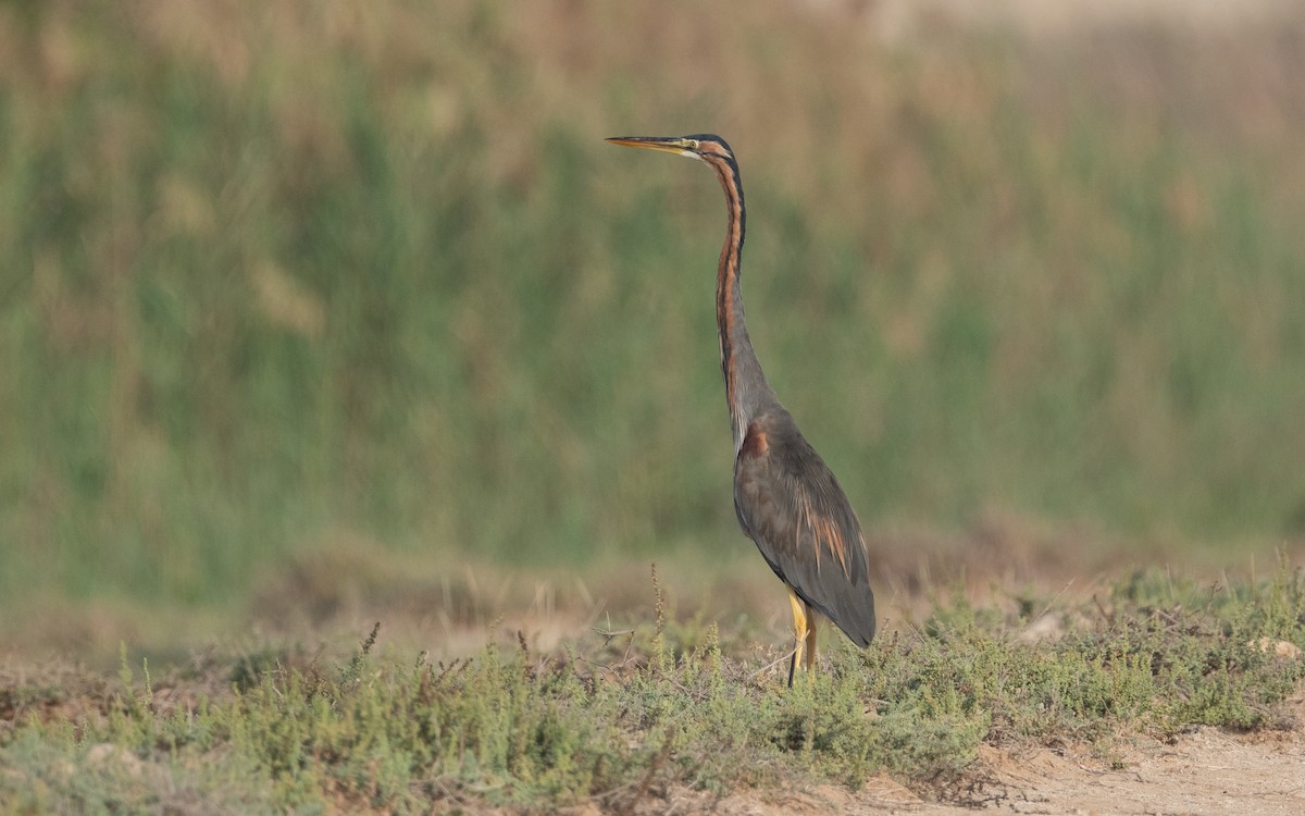 Purple Heron - ML612408550