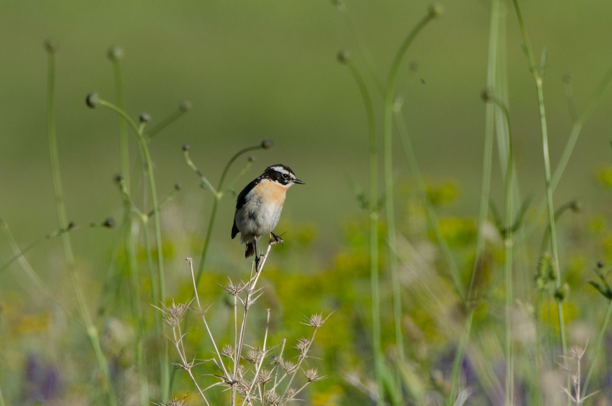 Whinchat - ML612408701