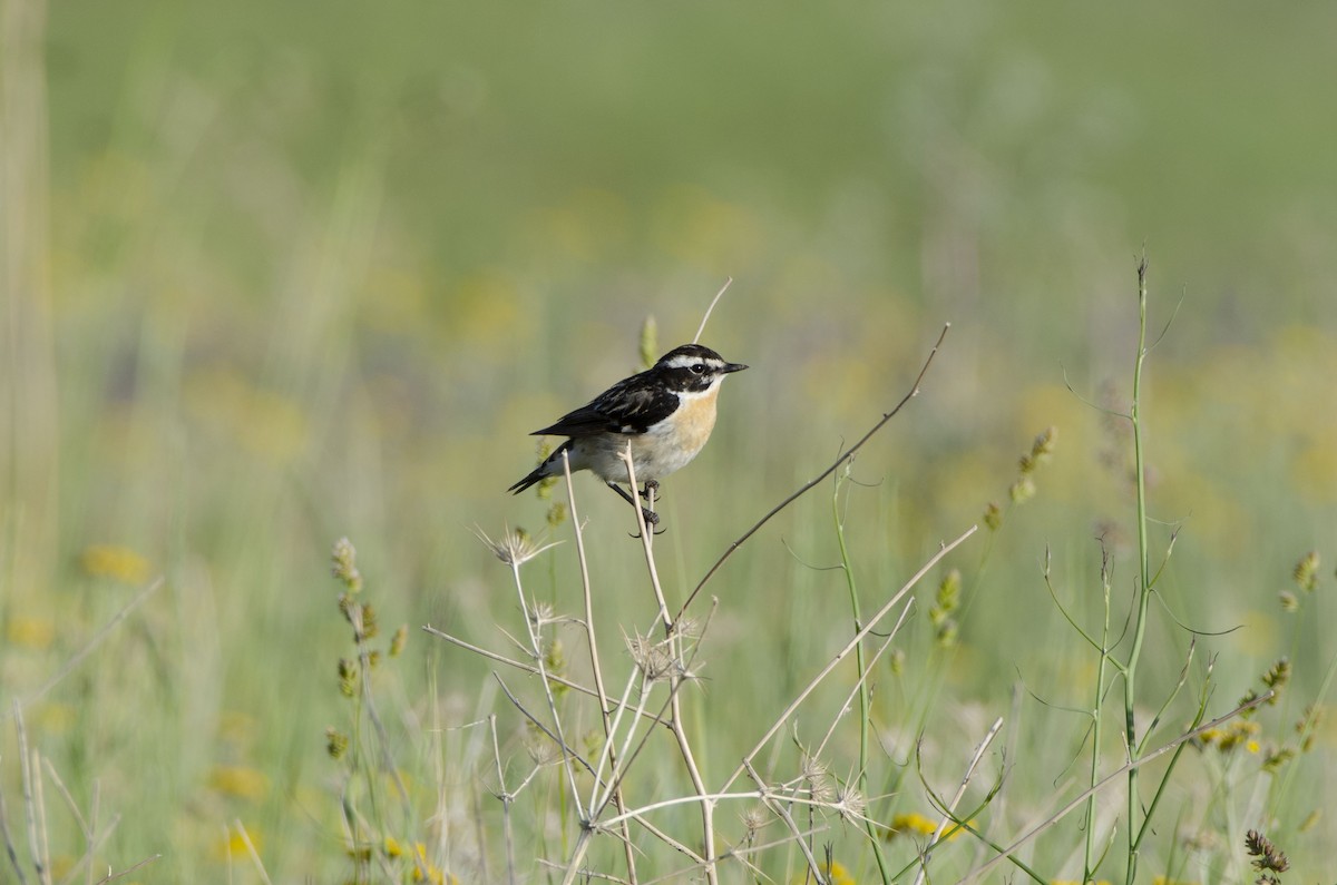 Whinchat - ML612408708