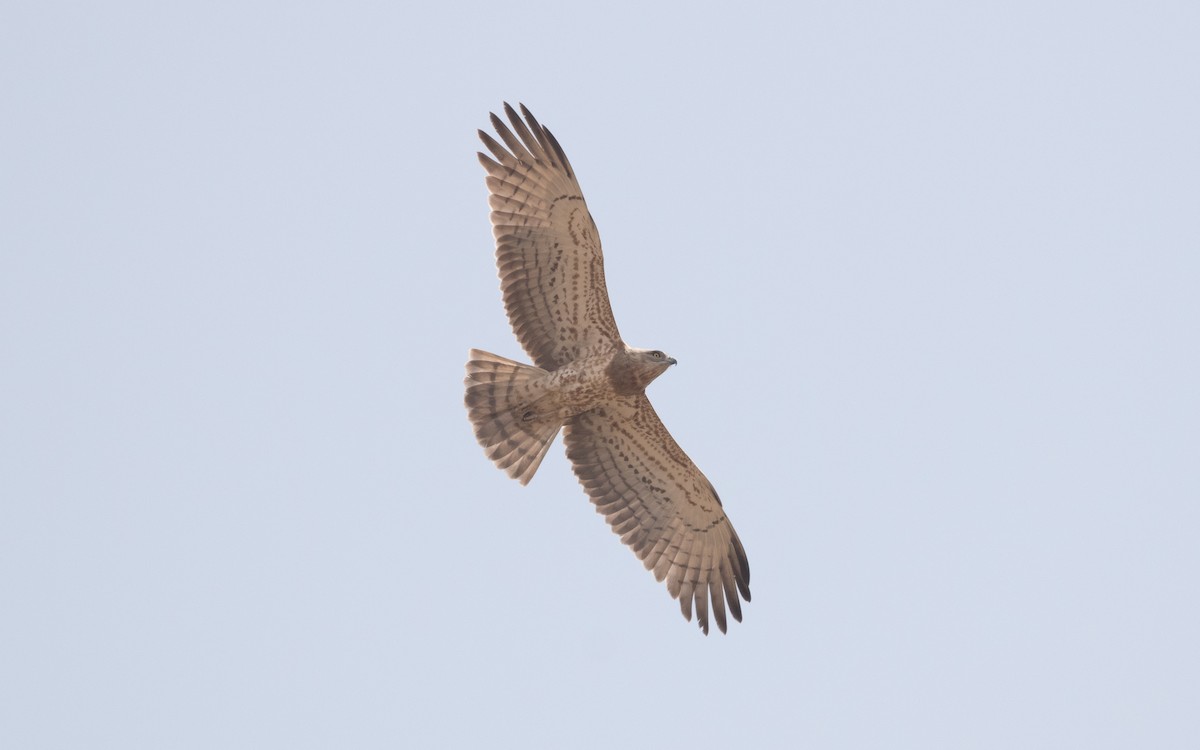 Short-toed Snake-Eagle - ML612408711
