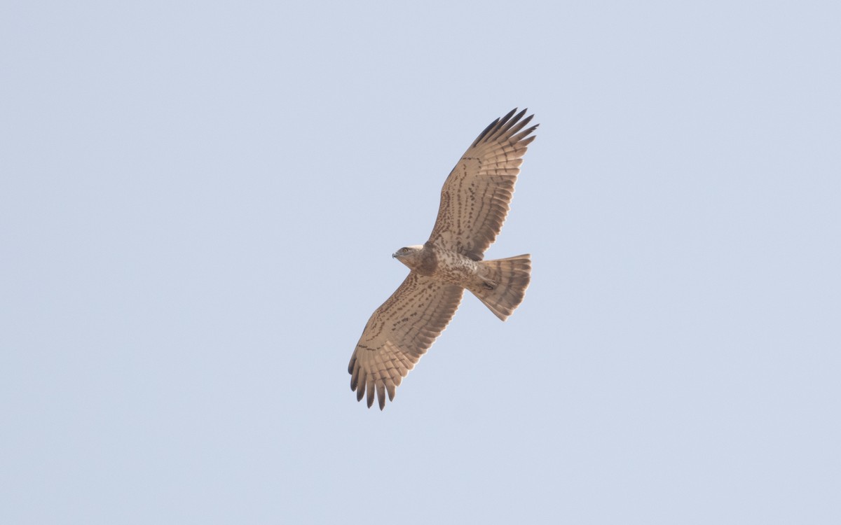 Short-toed Snake-Eagle - ML612408712