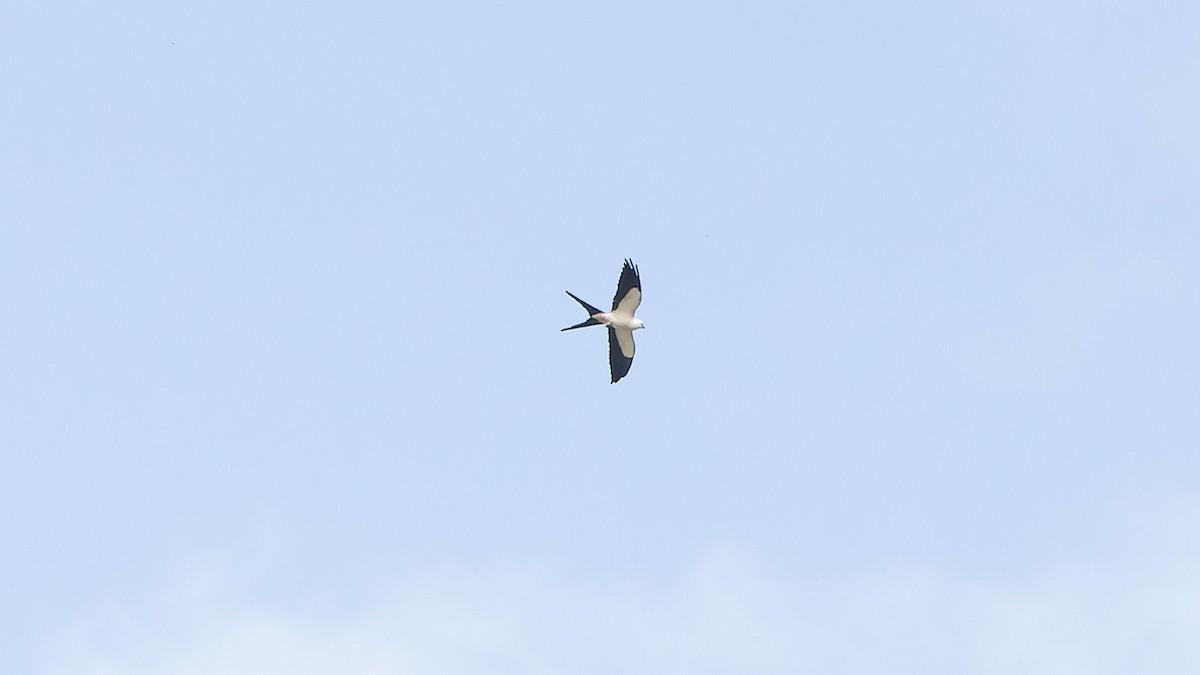Swallow-tailed Kite - ML612408715