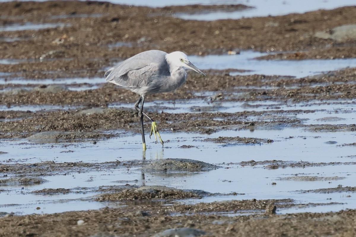 Little Egret - ML612408733