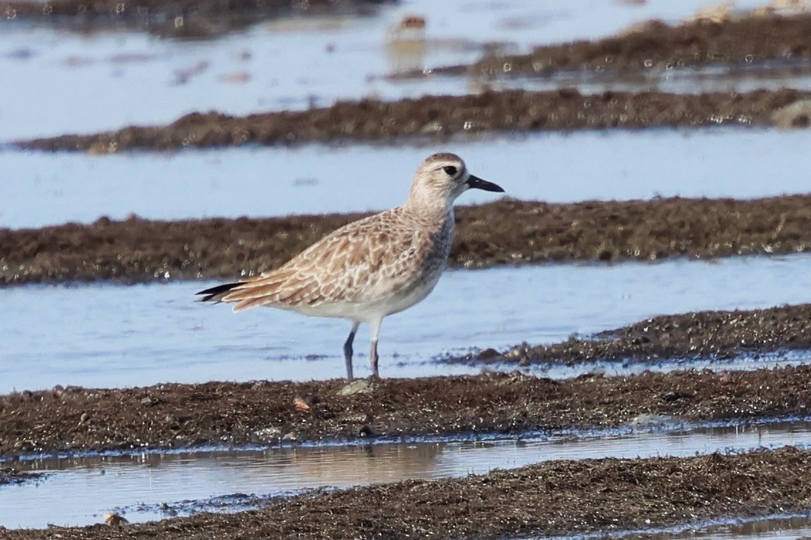 Black-bellied Plover - ML612408734