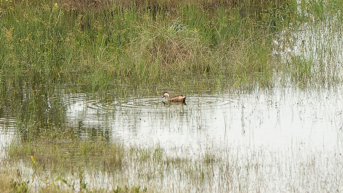 White-cheeked Pintail - ML612408750