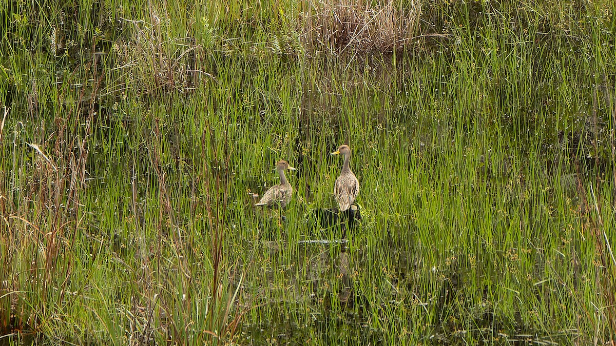 Yellow-billed Pintail - ML612408779