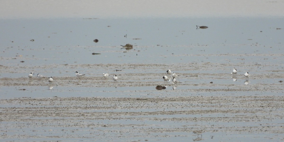 Little Tern - ML612408793