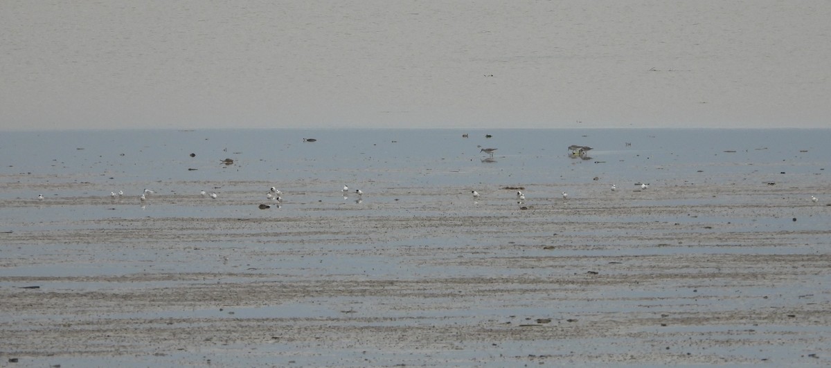 Little Tern - ML612408794