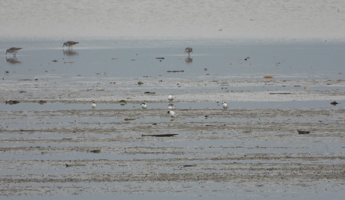 Little Tern - ML612408795