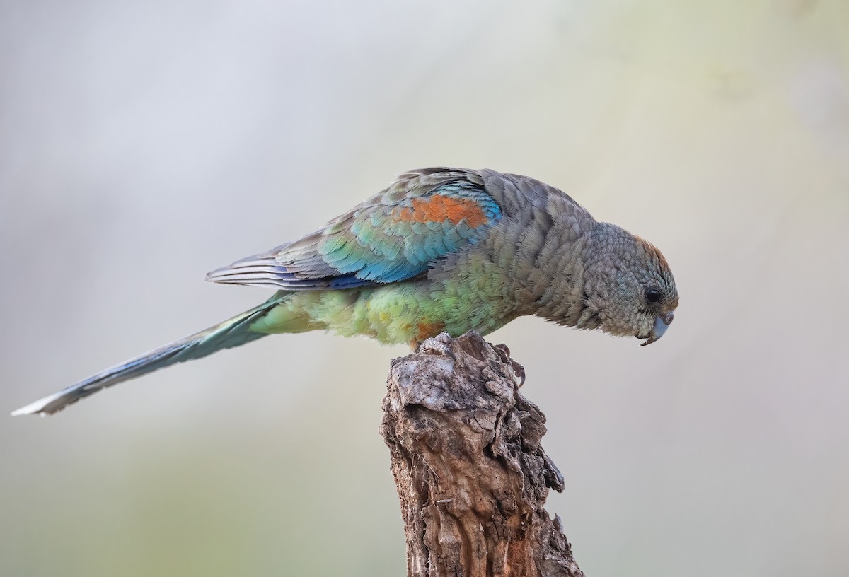 Разноцветный попугайчик - ML612408848