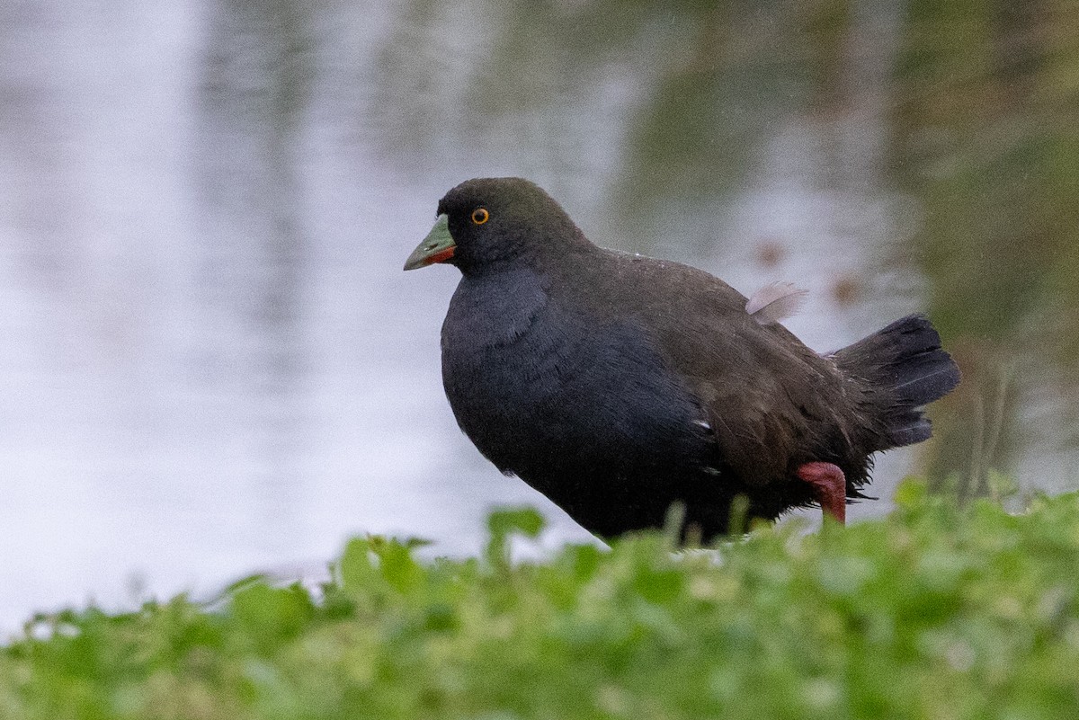 Rotfuß-Teichhuhn - ML612408856