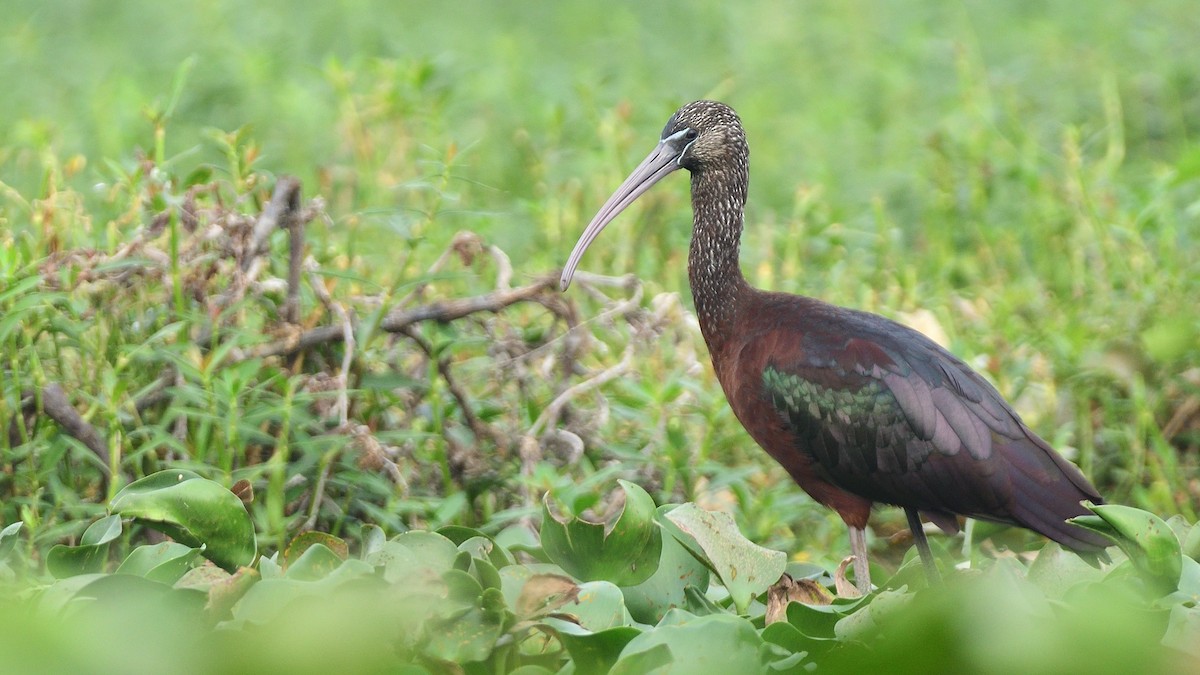 Glossy Ibis - ML612408877