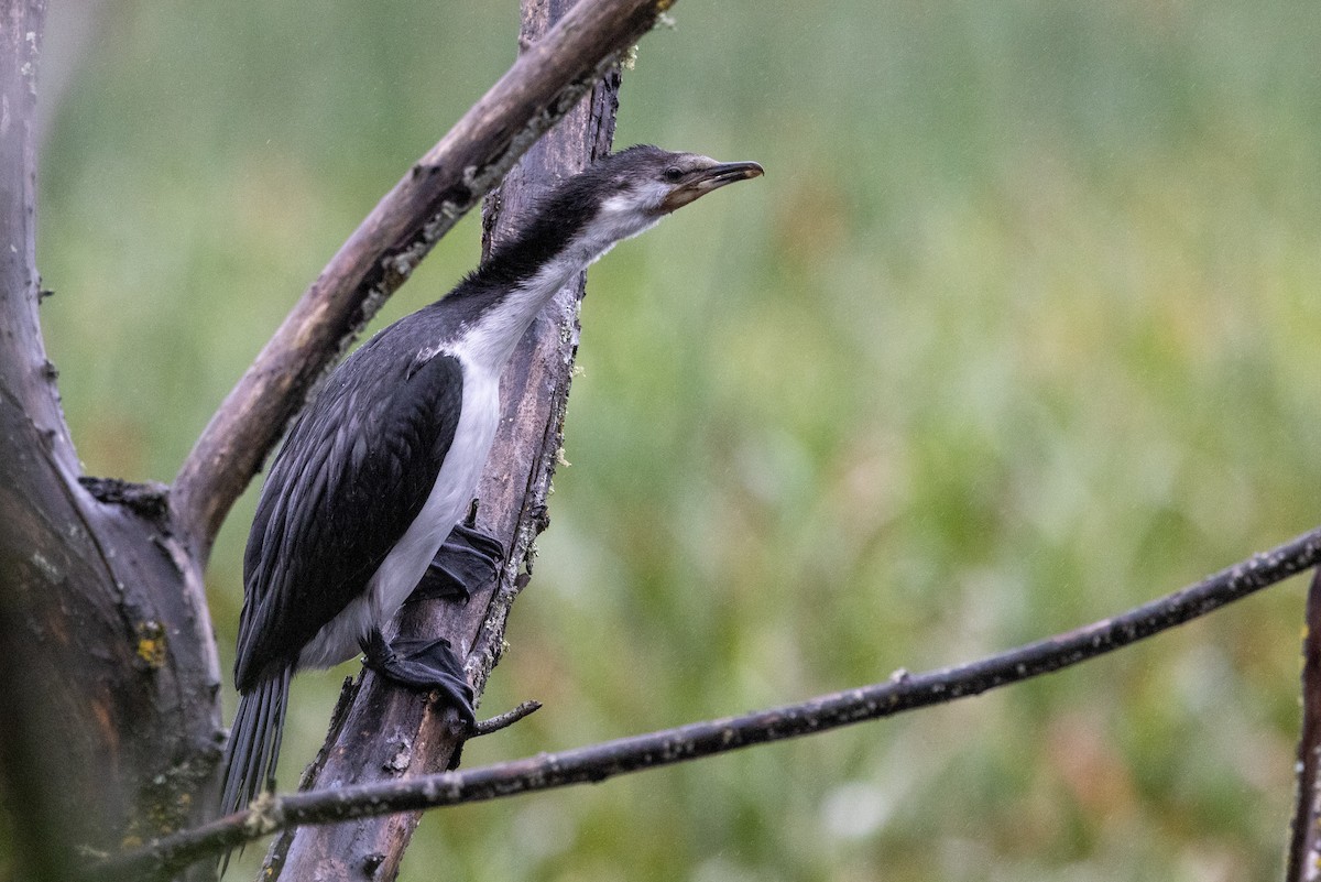 Little Pied Cormorant - ML612408890