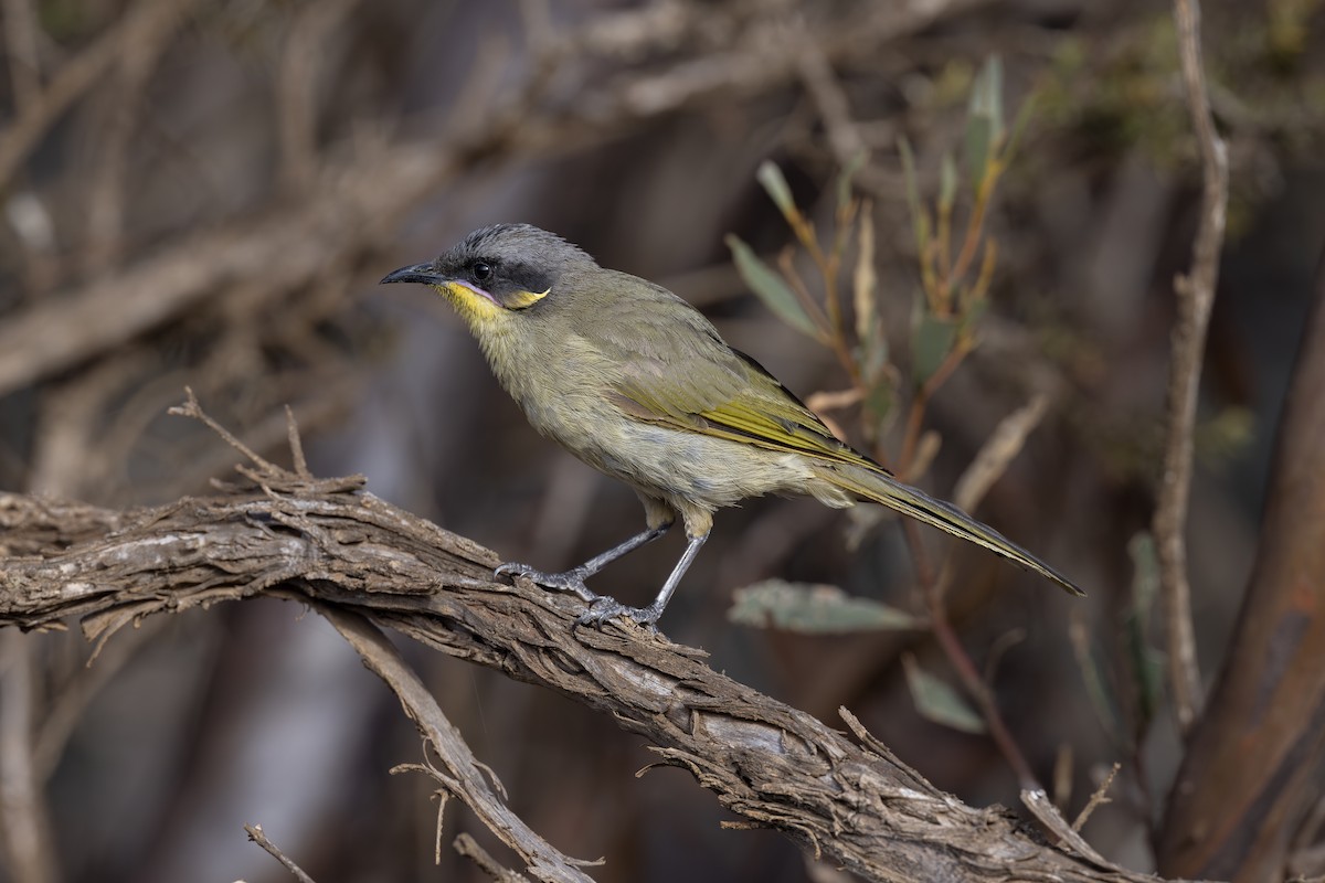 Purple-gaped Honeyeater - ML612408893